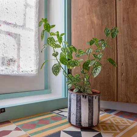 Casa Da Portela, Algarve Tradicional - Geoparque Algarvensis *